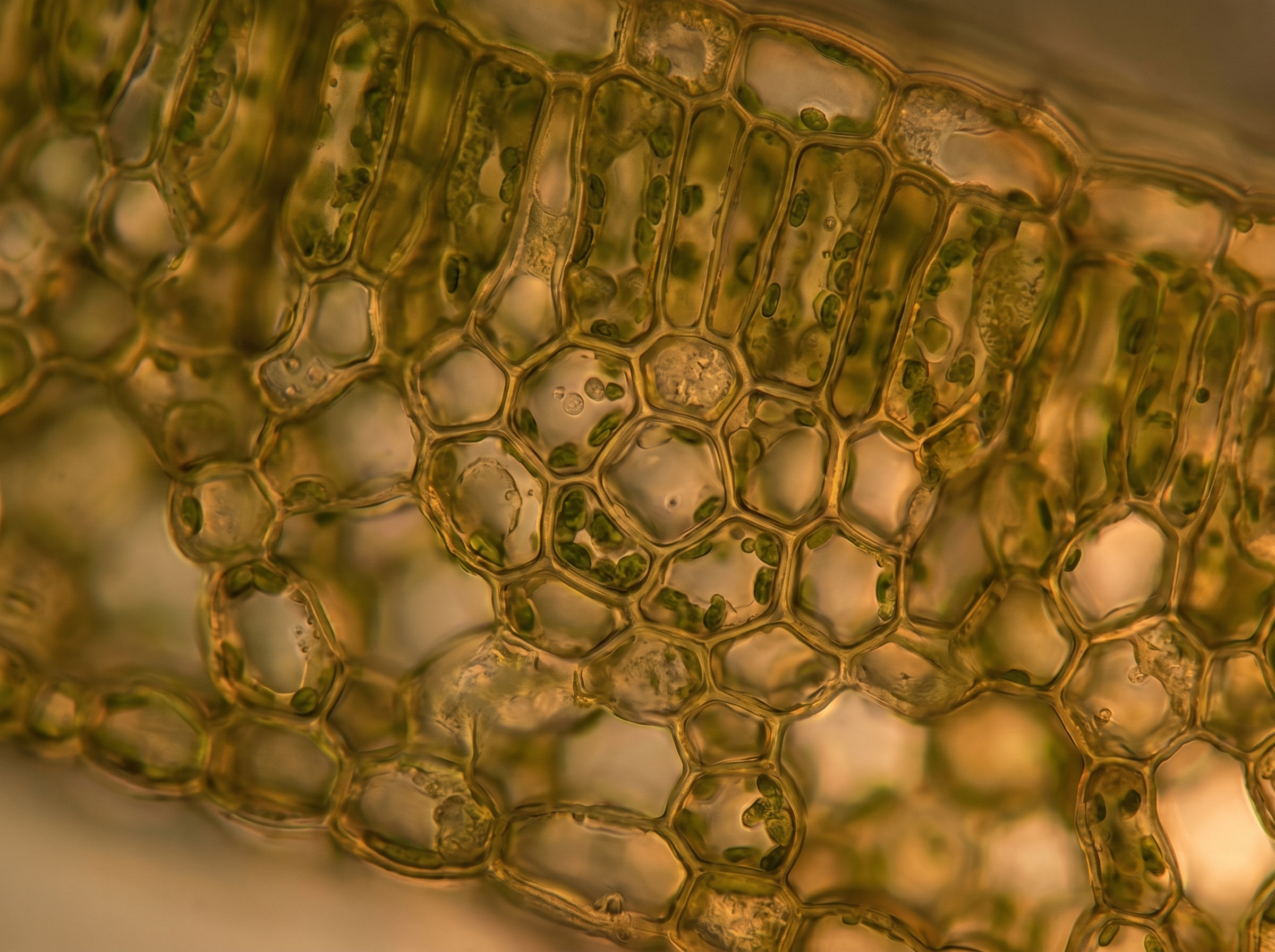 Macro close-up of plant cellular structure in warm green and amber tones suggesting botanical origin