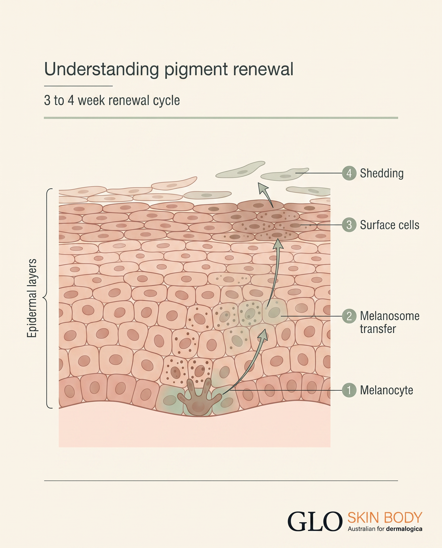 Diagram of skin renewal cycle showing pigment cell shedding over 3 to 4 weeks