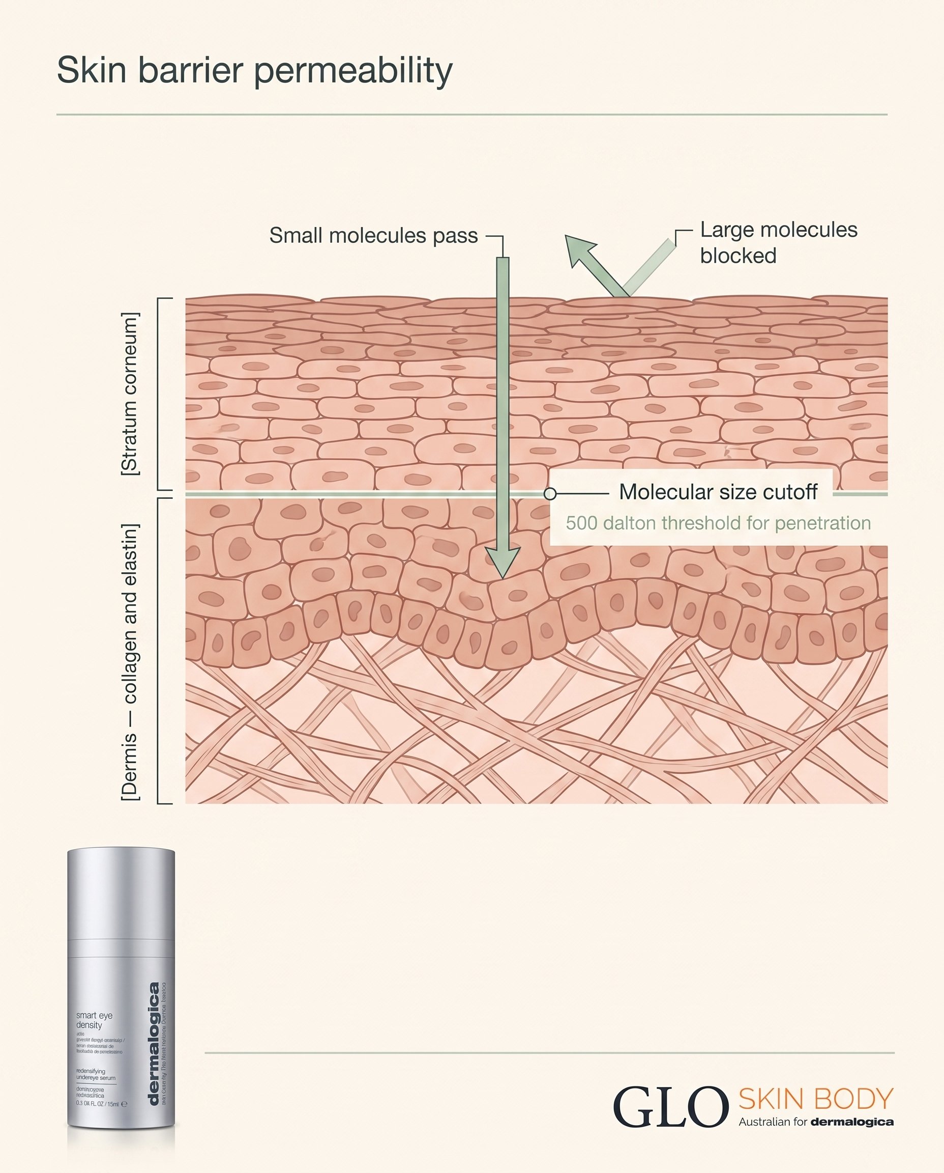 Diagram of skin layers showing where small versus large skincare molecules can penetrate