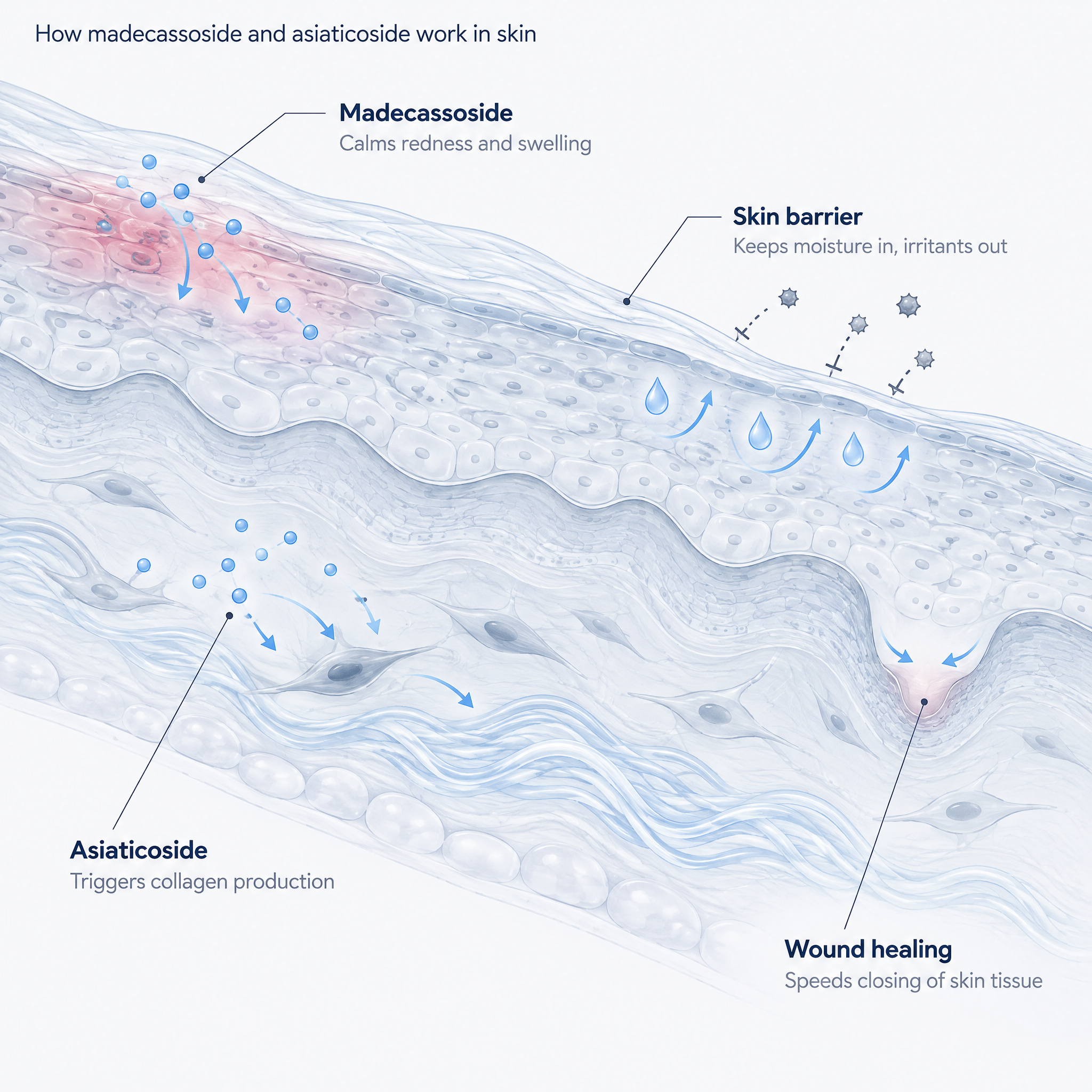 Diagram of skin layers showing where madecassoside and asiaticoside act