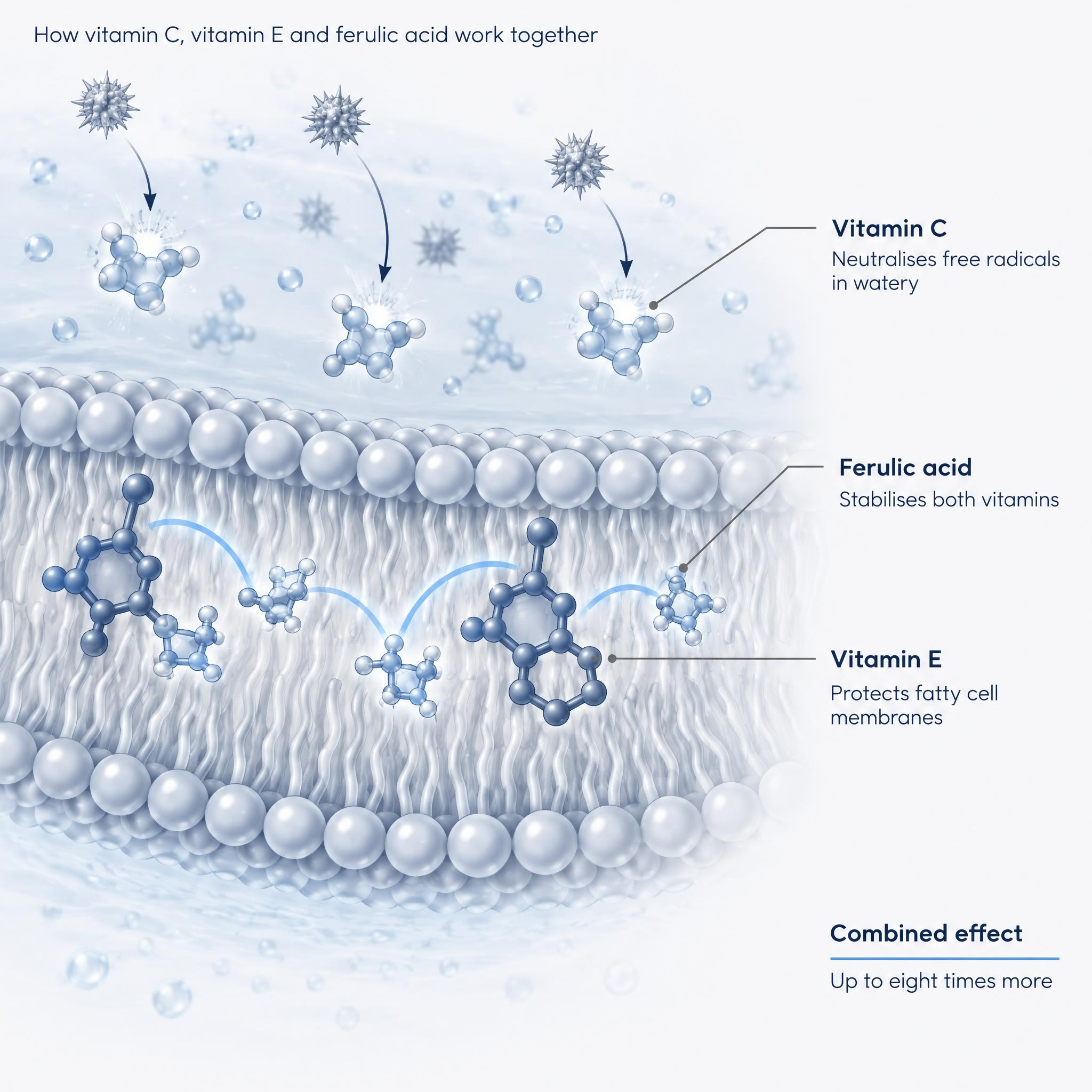 Diagram showing how vitamin C, vitamin E and ferulic acid work together in a serum