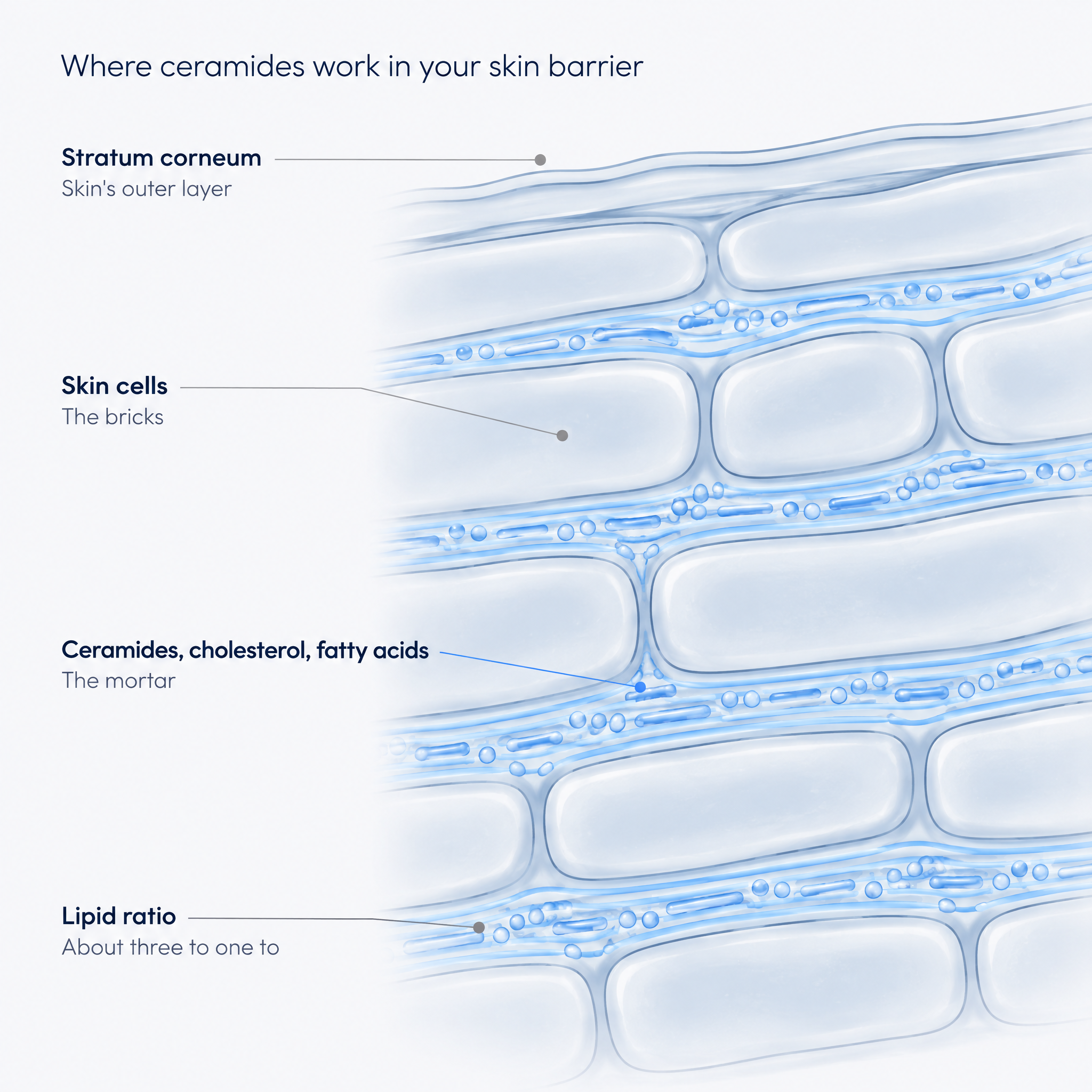 Cross-section diagram of the stratum corneum showing ceramides, cholesterol and fatty acids between skin cells.