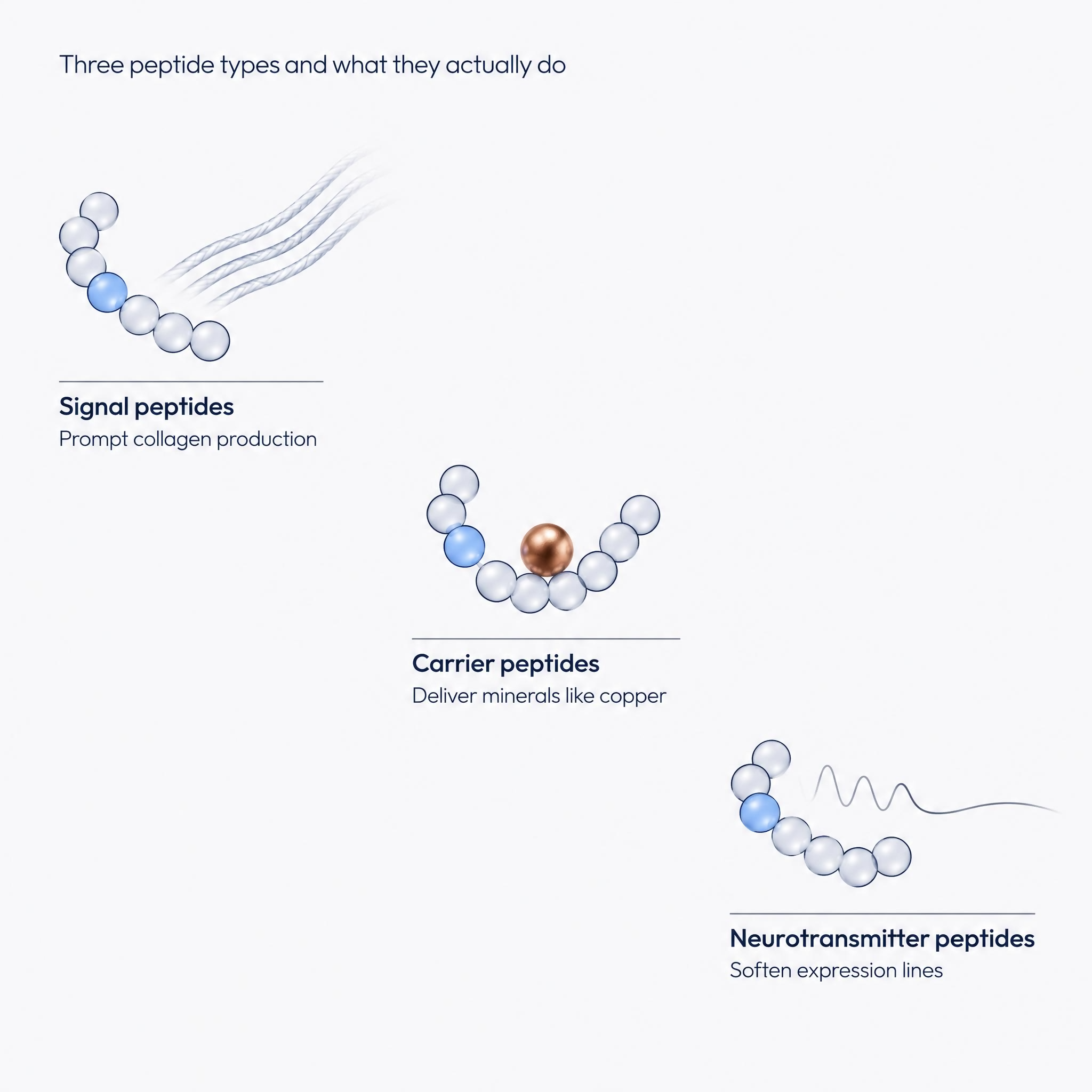 Diagram comparing signal, carrier and neurotransmitter peptides and their functions