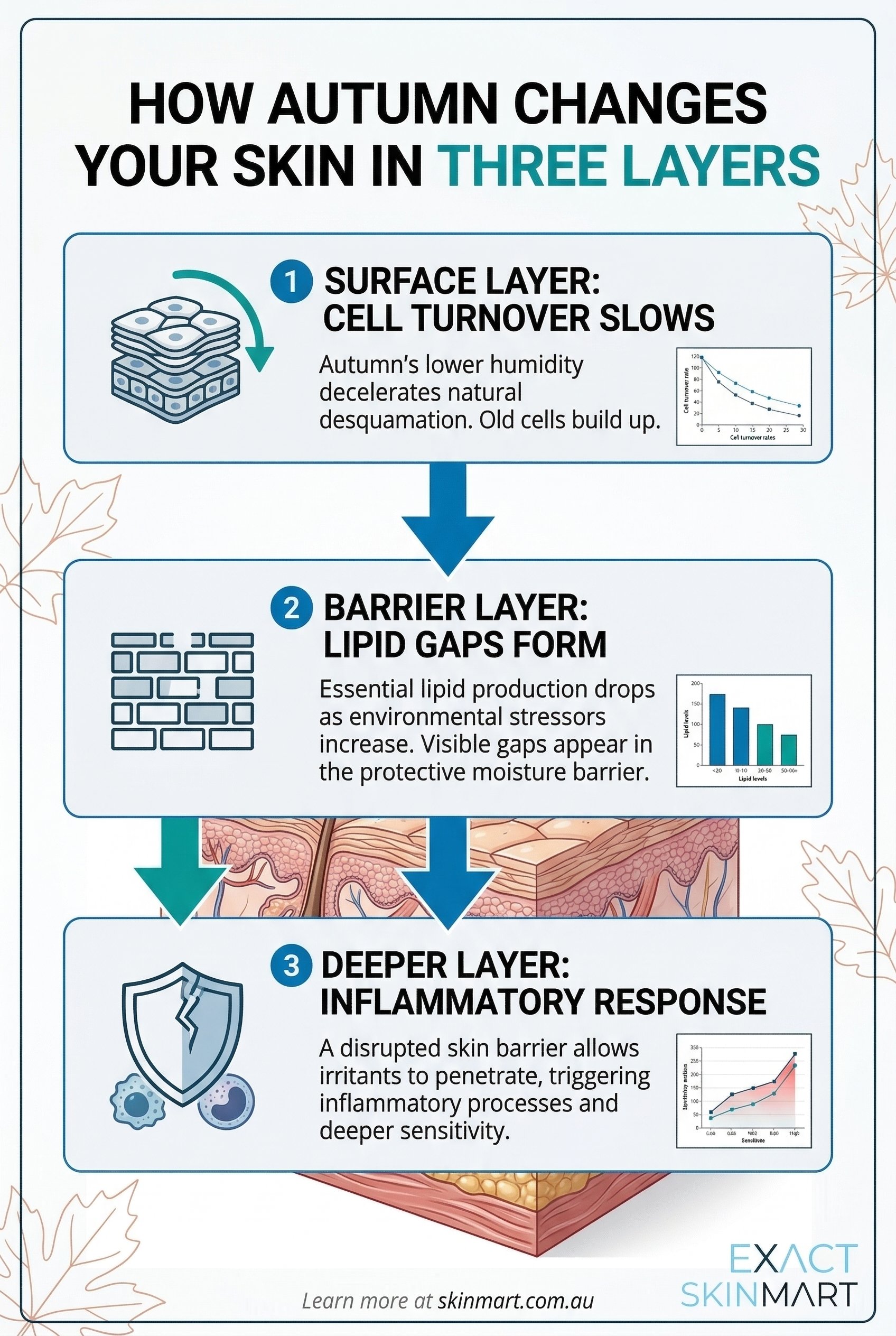 Infographic showing three layers of skin affected in autumn: surface layer with slowed cell turnover, barrier layer with lipid gaps, and deeper layer with inflammatory response, connected by downward arrows showing the cascade effect