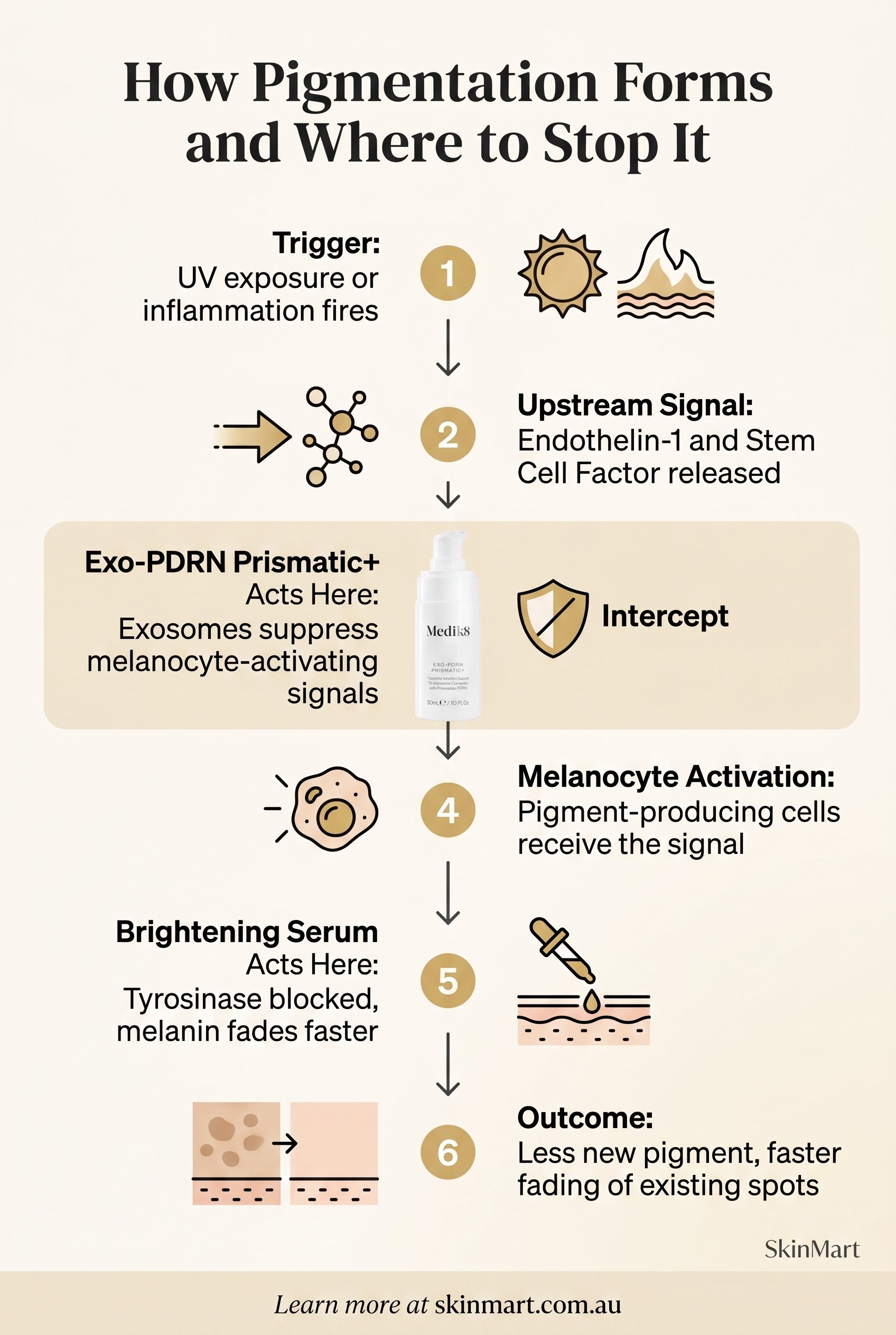 Process diagram showing the pigmentation pathway from UV and inflammation triggers through Endothelin-1 and Stem Cell Factor signals to melanocyte activation, melanin production, and visible dark spots, with Exo-PDRN Prismatic+ acting upstream and brightening serum acting downstream