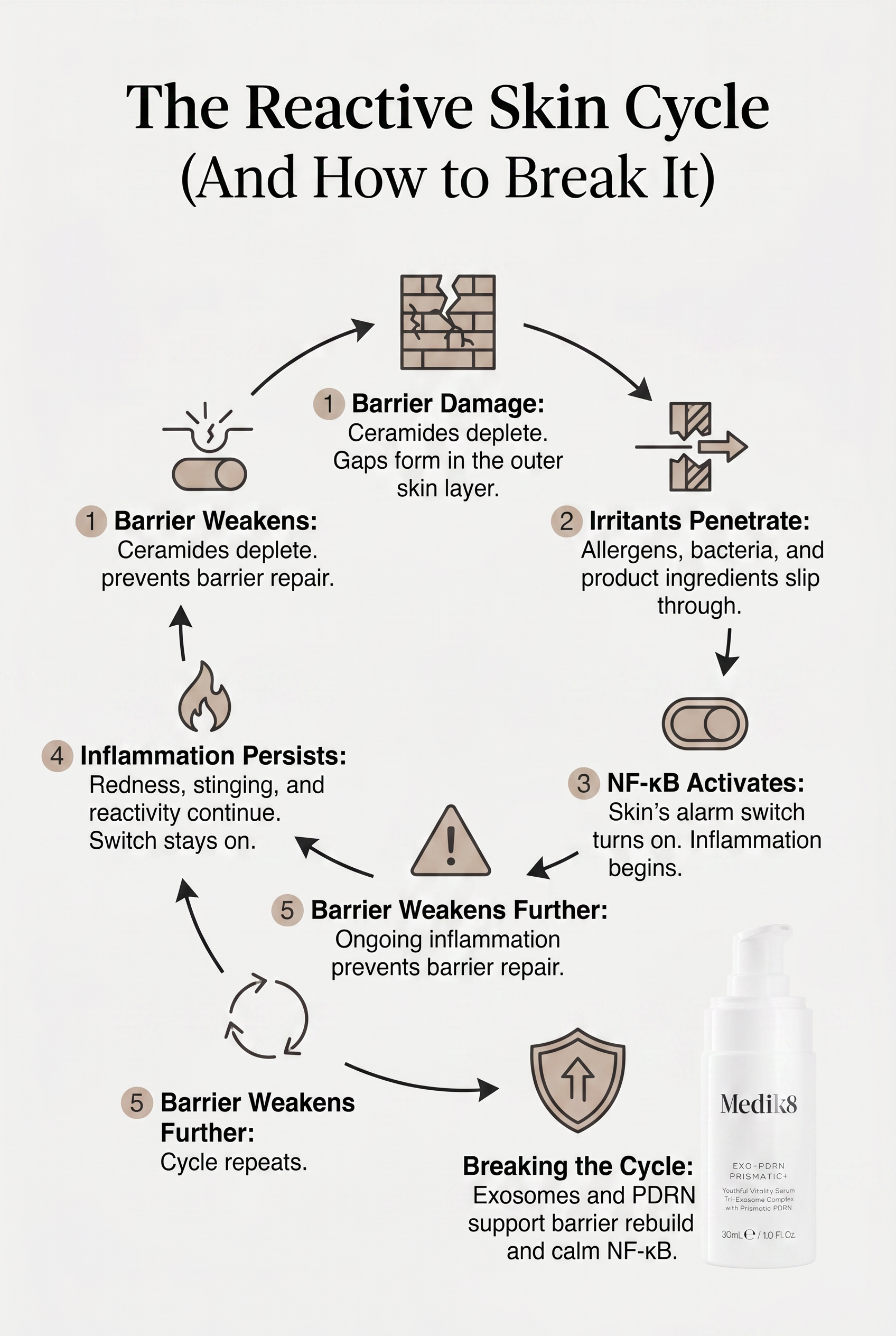 Circular diagram showing the reactive skin cycle: barrier compromise leads to irritant penetration, which triggers NF-κB activation and inflammation, which further damages the barrier, creating a repeating loop. An arrow shows active regeneration breaking the cycle.