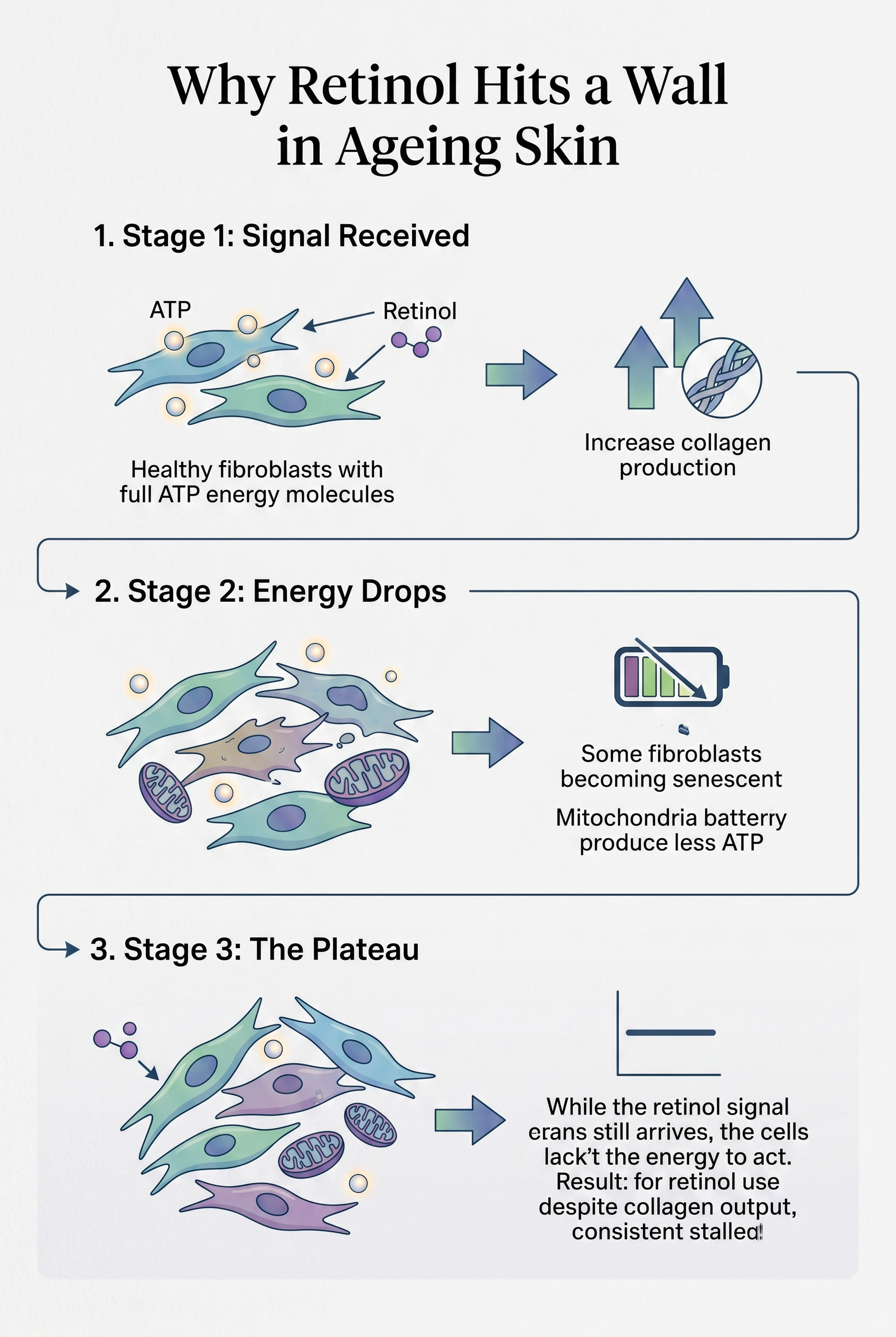 Three-stage diagram showing how declining ATP production in fibroblasts leads to the retinol plateau in ageing skin