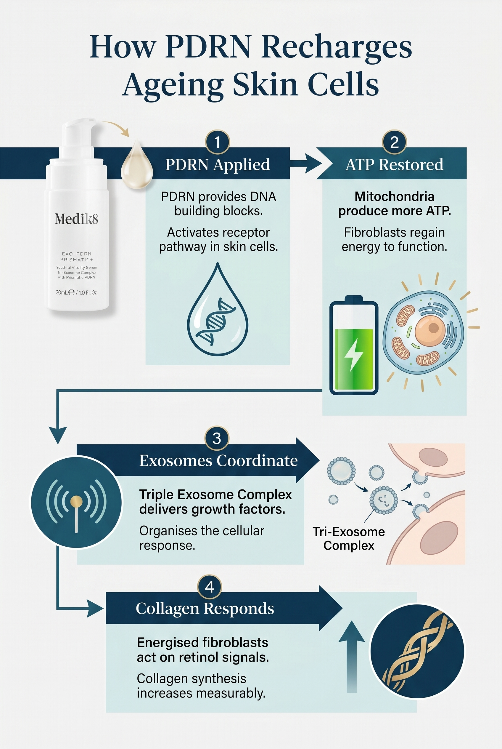 Diagram showing how PDRN boosts ATP production in fibroblasts, enabling a stronger collagen synthesis response when combined with retinol