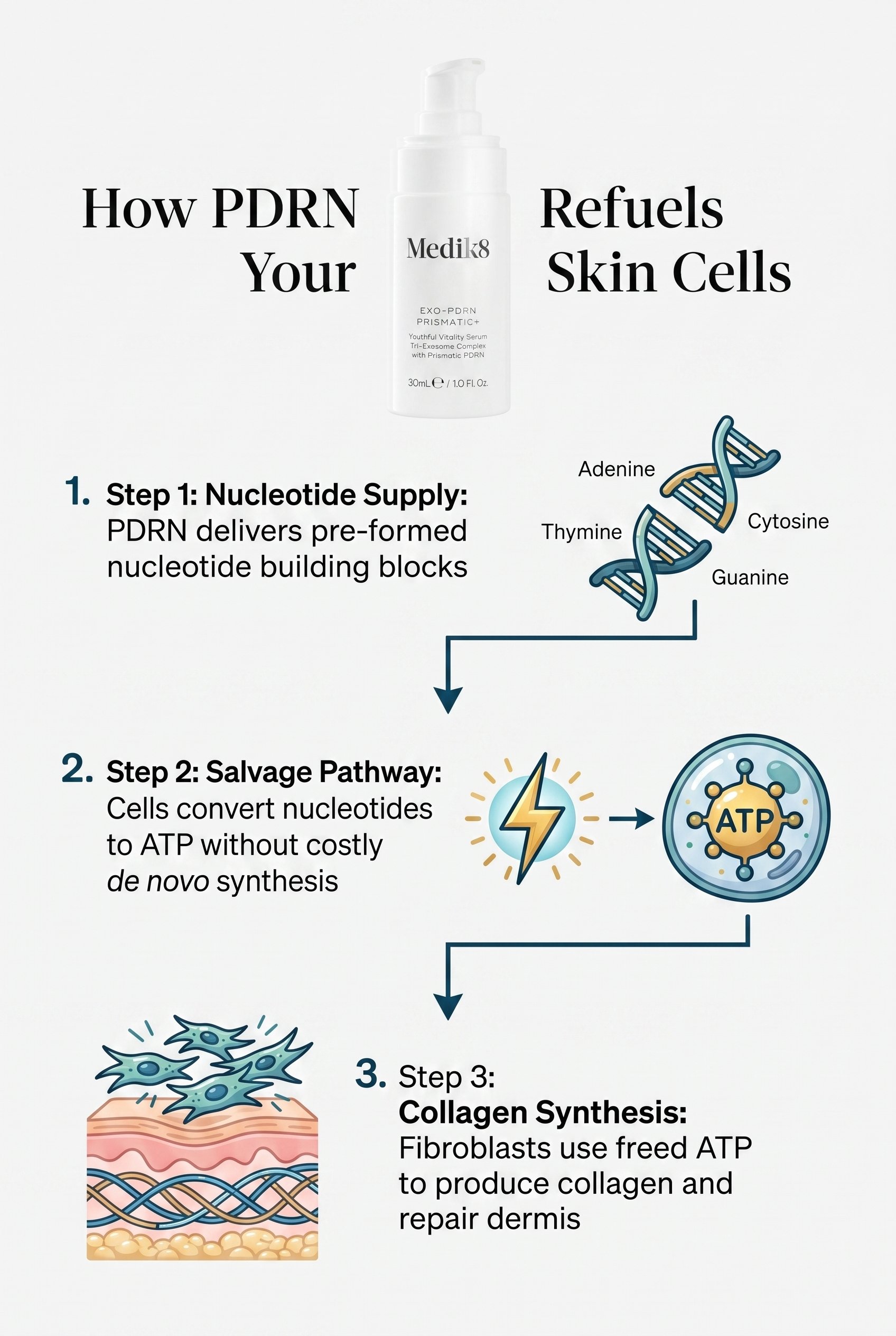 Three-step infographic showing how PDRN supplies nucleotide building blocks to fibroblasts, which convert them to ATP via the salvage pathway, enabling collagen synthesis in ageing skin