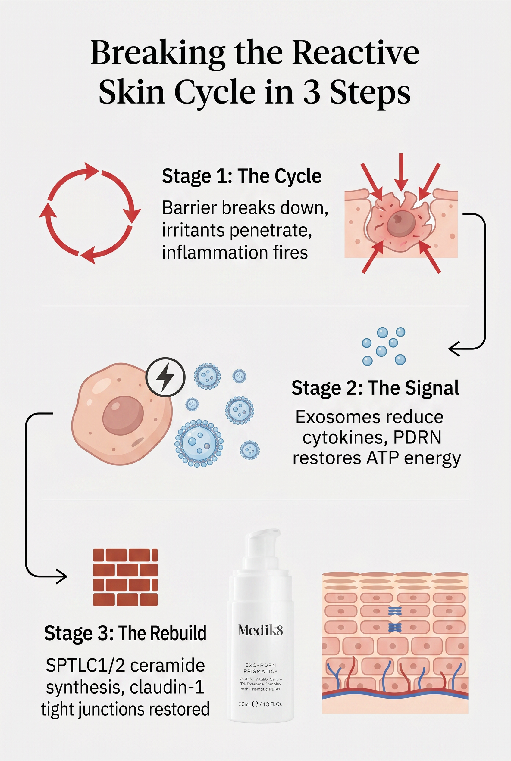 Three-stage infographic showing reactive skin cycle: Stage 1 — inflammatory cascade and barrier breakdown; Stage 2 — PDRN restores ATP and exosomes deliver anti-inflammatory signals; Stage 3 — ceramide synthesis and tight junction proteins rebuild the barrier