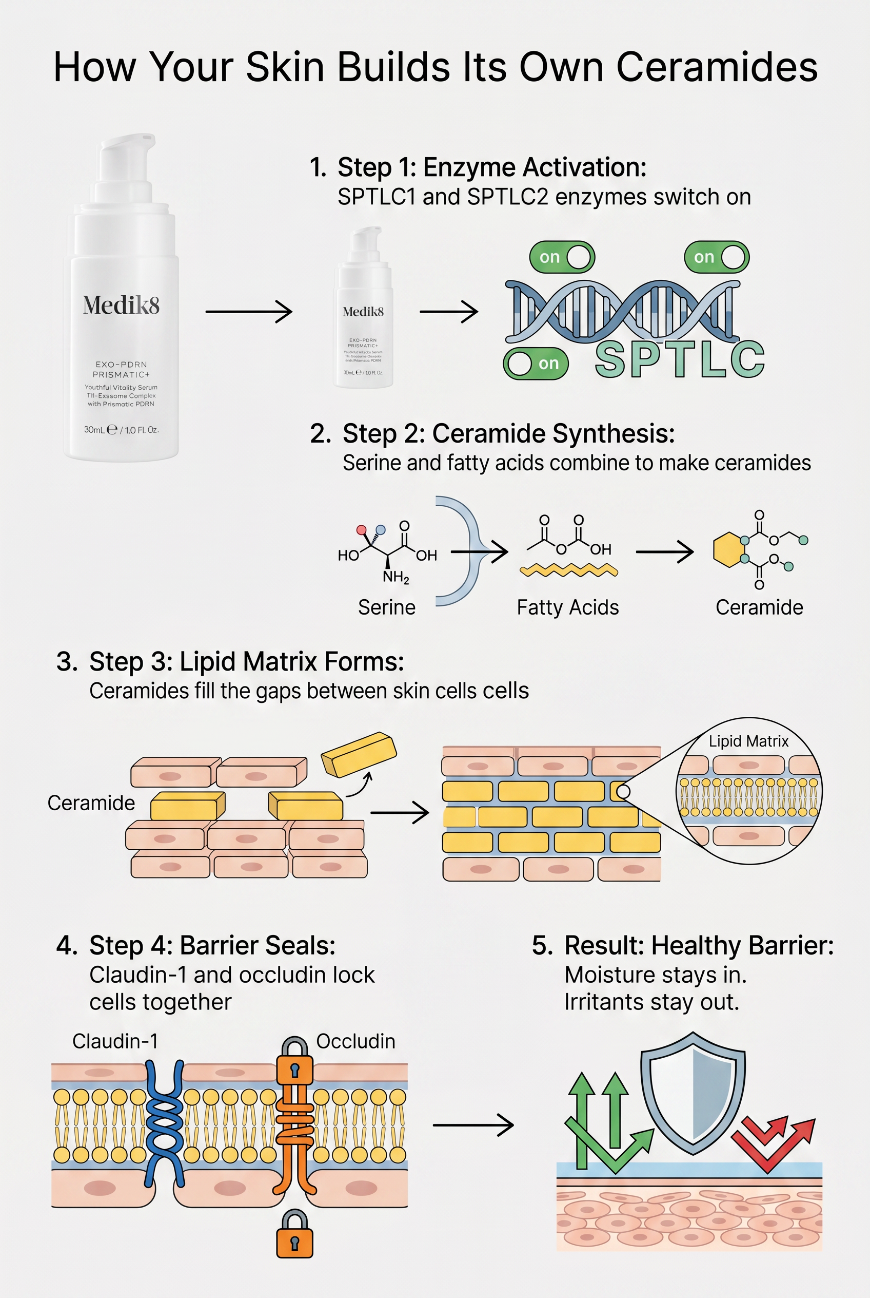 Infographic showing the ceramide synthesis pathway: SPTLC enzyme activation leads to ceramide production, which builds the lipid matrix in the stratum corneum, forming a healthy skin barrier. Exo-PDRN Prismatic+ is shown activating SPTLC1 and SPTLC2 at the start of the pathway.